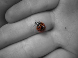 boredom_ladybug